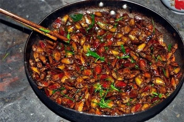 Khám phá kỳ thú về con bọ rầy 'hảo hạng' của An Giang - Báo Kiến Thức