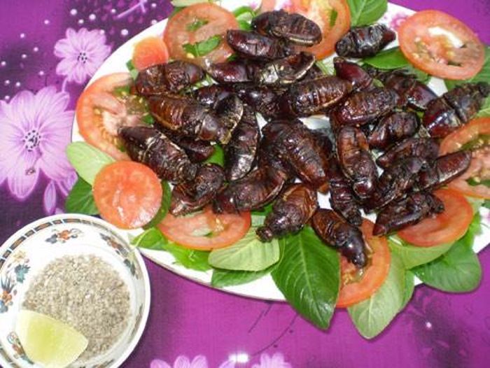 Khám phá kỳ thú về con bọ rầy 'hảo hạng' của An Giang - Báo Kiến Thức